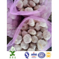 Mesh Bag 10kgs Net Weight Fresh Normal White Garlic